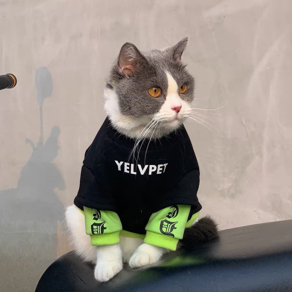 Gato de estimação roupas para cães outono inverno estilo rua Wear Anti-fiapos inglês curto azul gato Muppet gato Teddy p