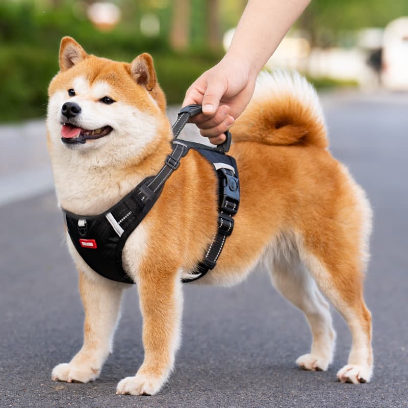 Coleira peitoral para animais de estimação, coleira para caminhada de cachorro, Corgi, pelúcia, tamanho médio, colete pa