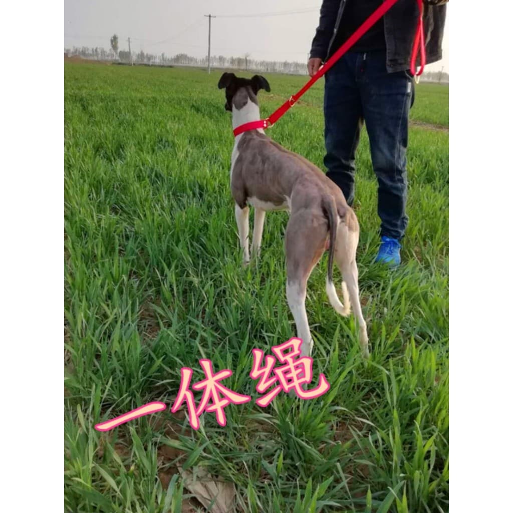 Coleira de lona para cachorro fino, capa de uma peça, corda Ebita, coleira para caminhada de cachorro, Gewgli, coleira p