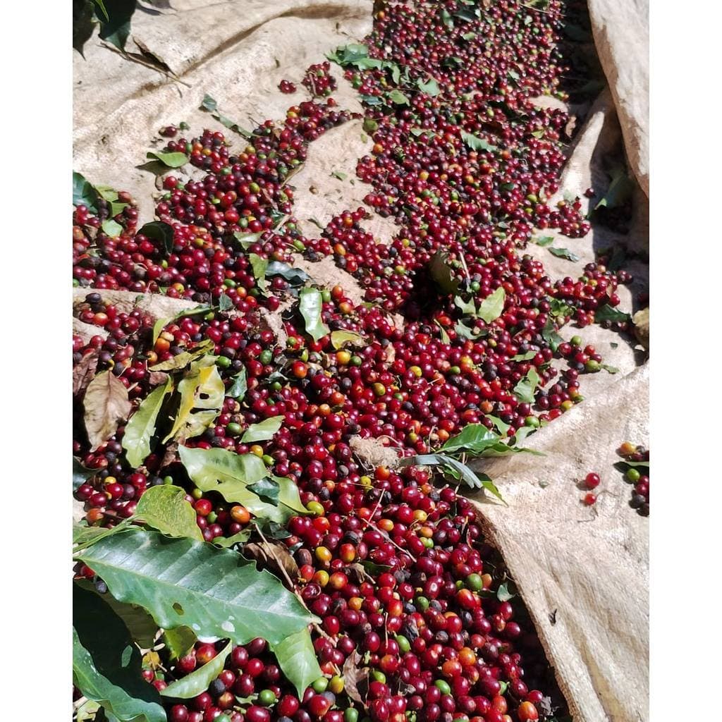 Café Especial - Castanha E Açúcar Mascavo 250gr - Em Grãos