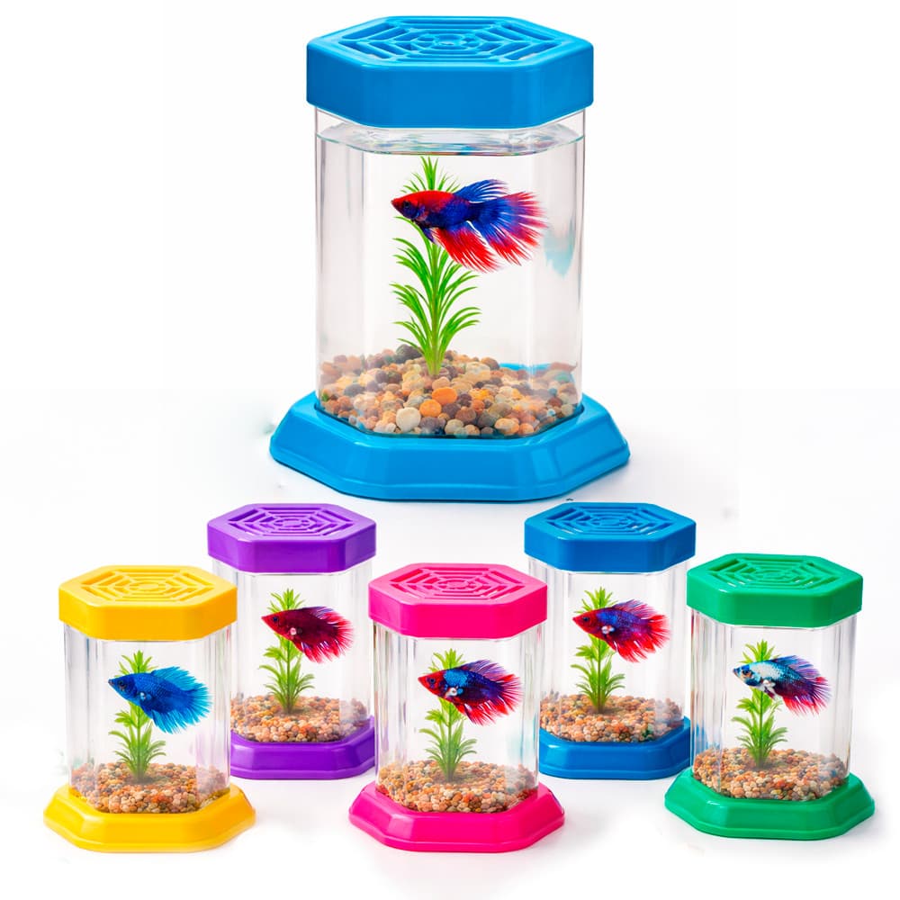 Kit com 2 Aquário para Peixe Betta com Tampa Acrílico Beteira Pequena Transparente