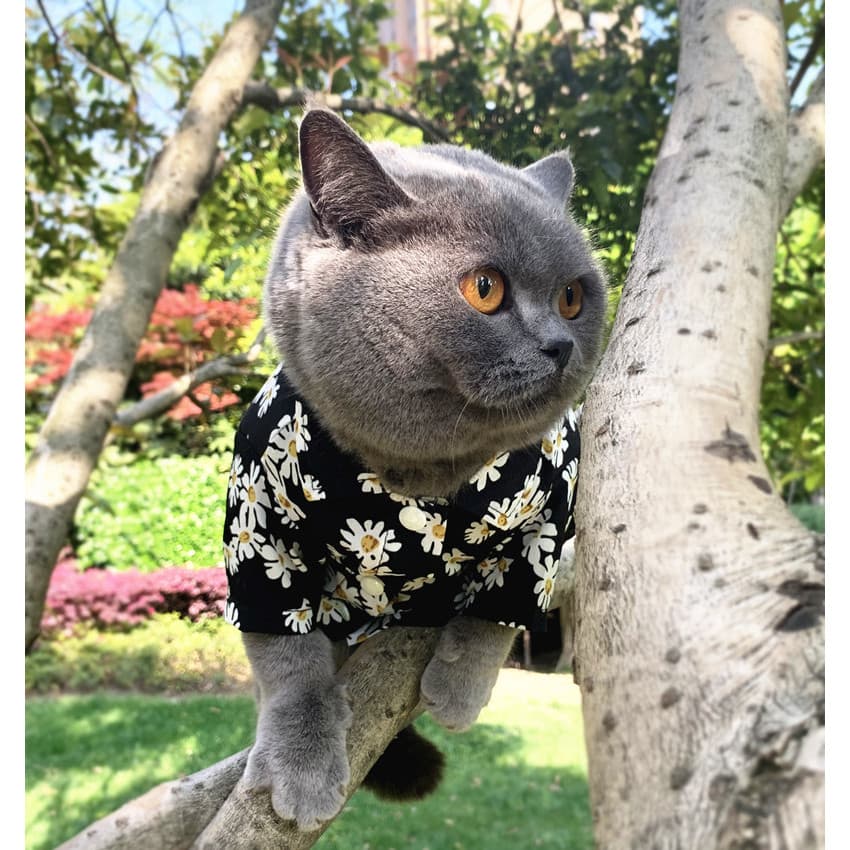 Moda roupas de gato de estimação verão estilo fino Anti-derramamento cão respirável camisa fina roupas de gato pequena m