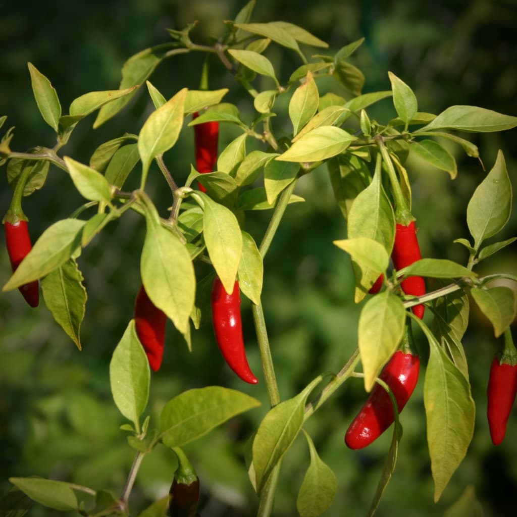 1000 Sementes de Pimenta Malagueta Ardida Topseed | Alta Germinação | Pimenta Picante para Horta e Vasos