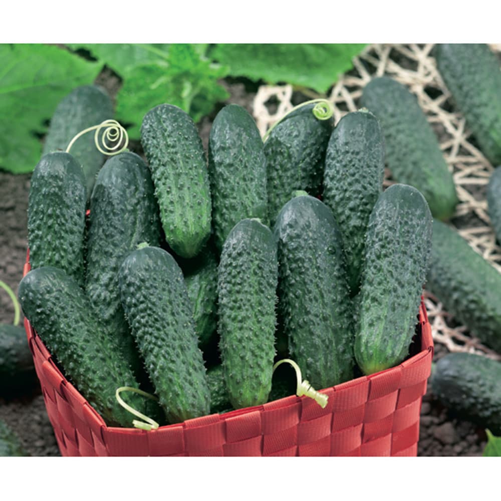 Sementes de Pepino Híbrido Warrior 1500 Unidades | Alta Germinação | Fácil de Cultivar | Hortas e Vasos