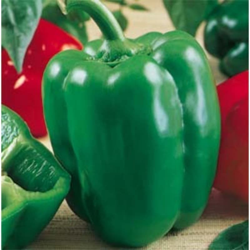 Horta Caseira 30 Sementes de Pimentão Yolo Wonder Verde (Verdão) Alto Rendimento para Horta e Jardim | Germinação Rápida