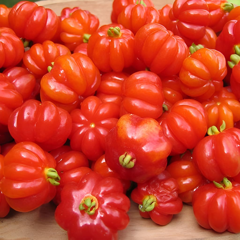 1000 Sementes Orgânicas de Pitanga Gigante | Fruta Vermelha | Para Mudas e Plantio | Jardim, Pomar e Horta