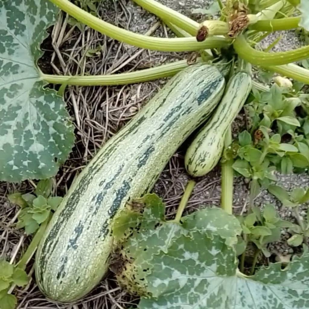 1000 Sementes de Abobrinha Caserta Tops | Abobrinha Italiana para Plantio | Alta Germinação | Horta e Jardim