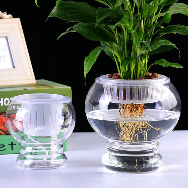 Planta hidropônica garrafa de vidro hidropônico ouro Pueraria vaso vaso bola vidro aprofundamento livre cesta planta fix