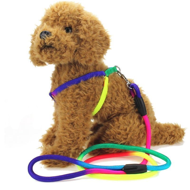 Frete grátis coleira colorida para cães de estimação, coleira pequena e média, Samoyed Bichon Poodle, corrente para cães