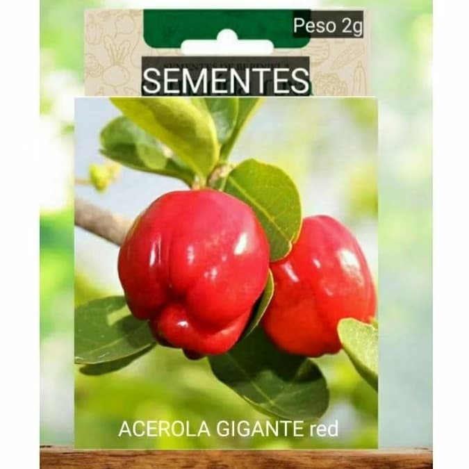 SEMENTES de ACEROLA GIGANTE Cabocla Para o Plantio /FRUTA vaso horta  OFERTA RELÂMPAGO