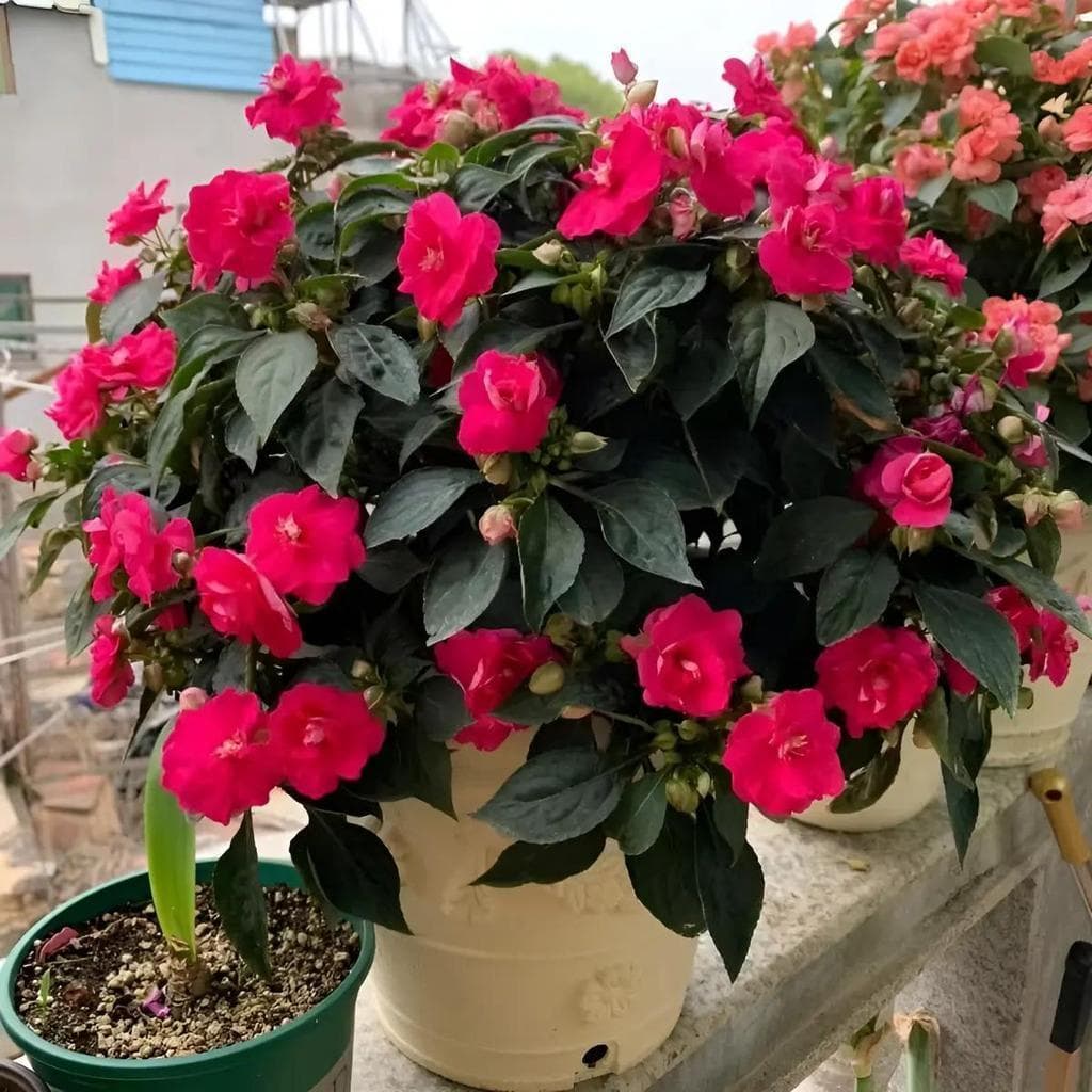 Cultivo Caseiro Cultivo Caseiro 30 sementes Alta Germinação De Sementes De Impatiens para horta caseira