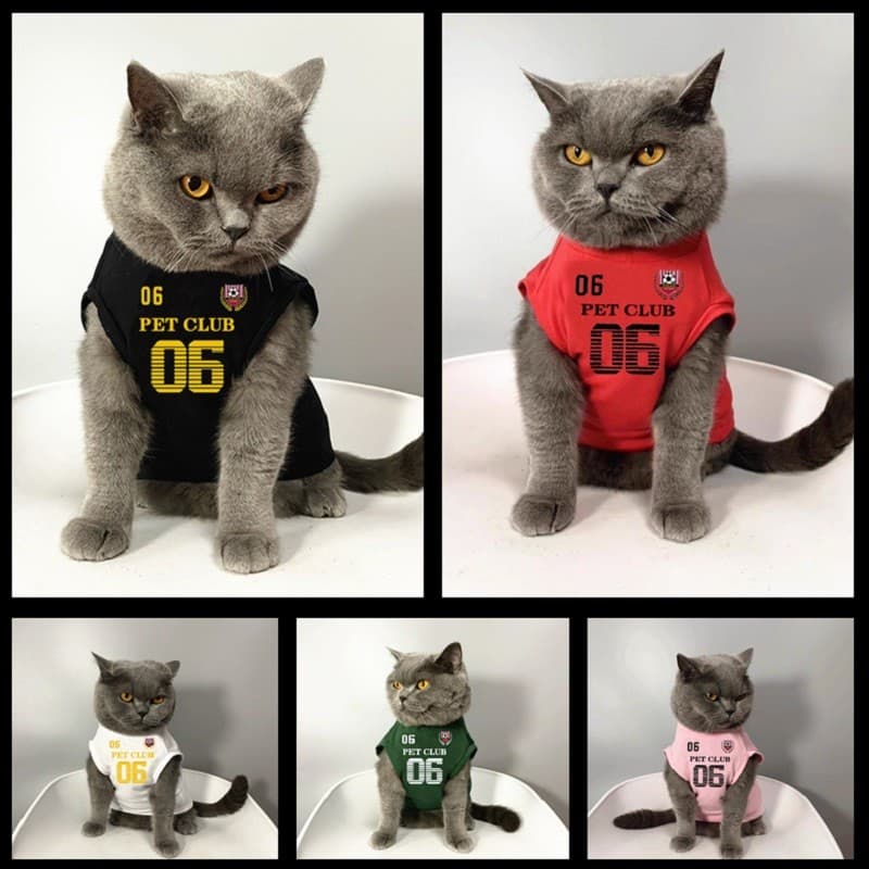 Gato americano roupas para cães primavera verão algodão fino sem mangas gatinho Pet Muppets gato britânico curto azul ga