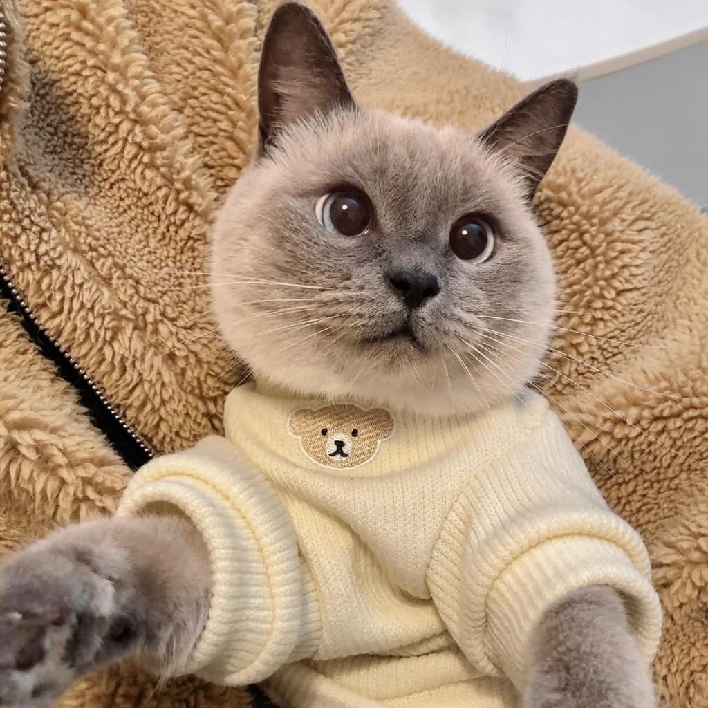 Gato outono Anti-fiapos roupas britânico curto azul gato Muppet gato versão coreana ins bonito animal de estimação outon