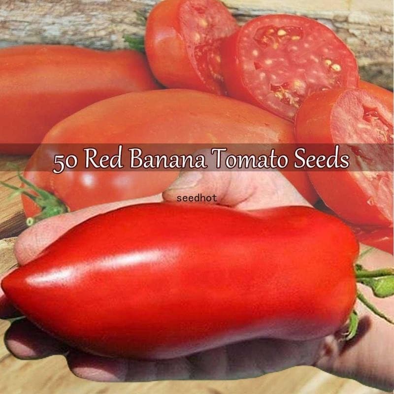 Sementes de Tomate Banana Vermelho Longo 200/500 Unidades Fácil de Plantar p/ Horta Jardim Alta Germinação