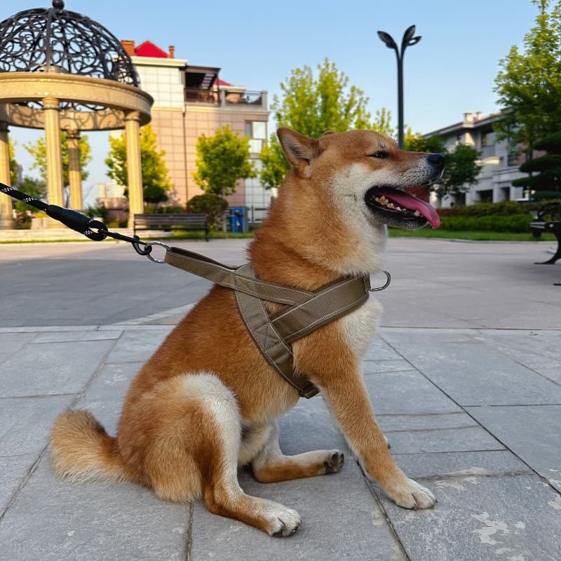 Cão verão cinta de peito simples médio grande trela do cão pastor alemão Labrador Golden Retriever Shiba Inu cão andando
