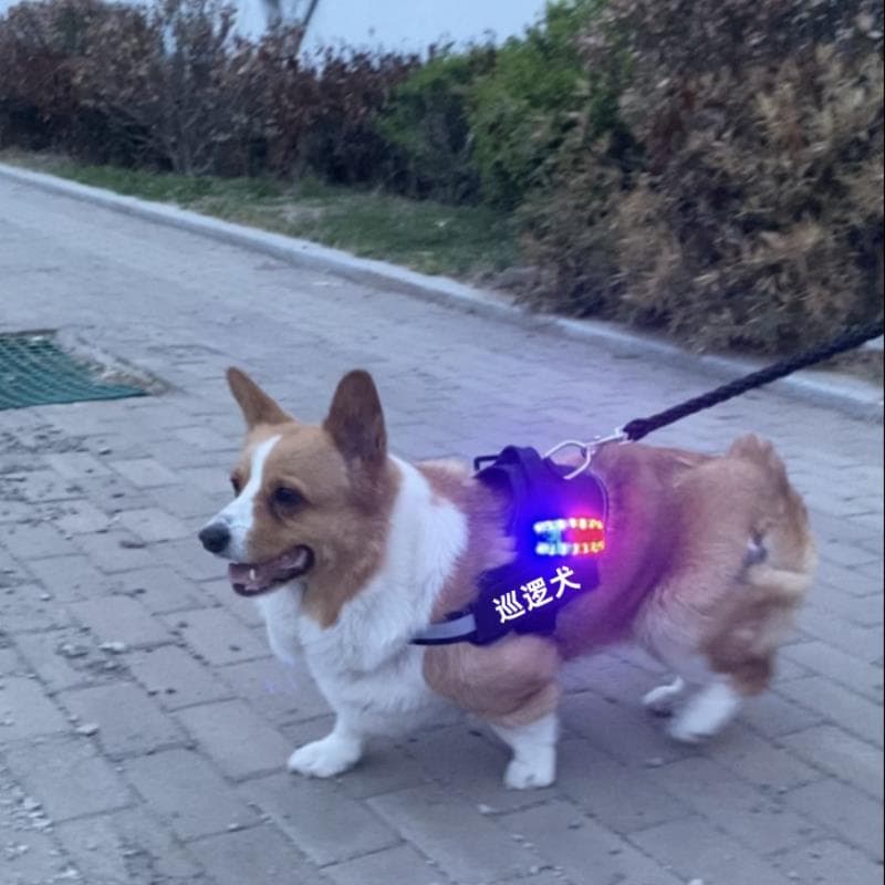 Luz noturna para caminhada de cachorro, luz estroboscópica de advertência para cachorro, carregamento anti-perda, etique