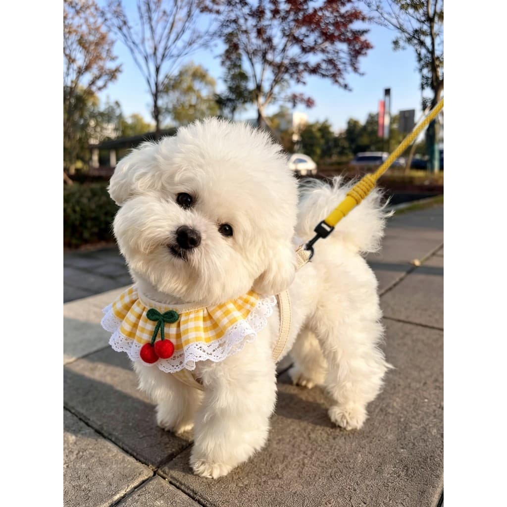 Coleira para cachorro, alça peitoral, pelúcia, Bichon, pomerânia, coleira para caminhada, cachorro pequeno, gato, colete
