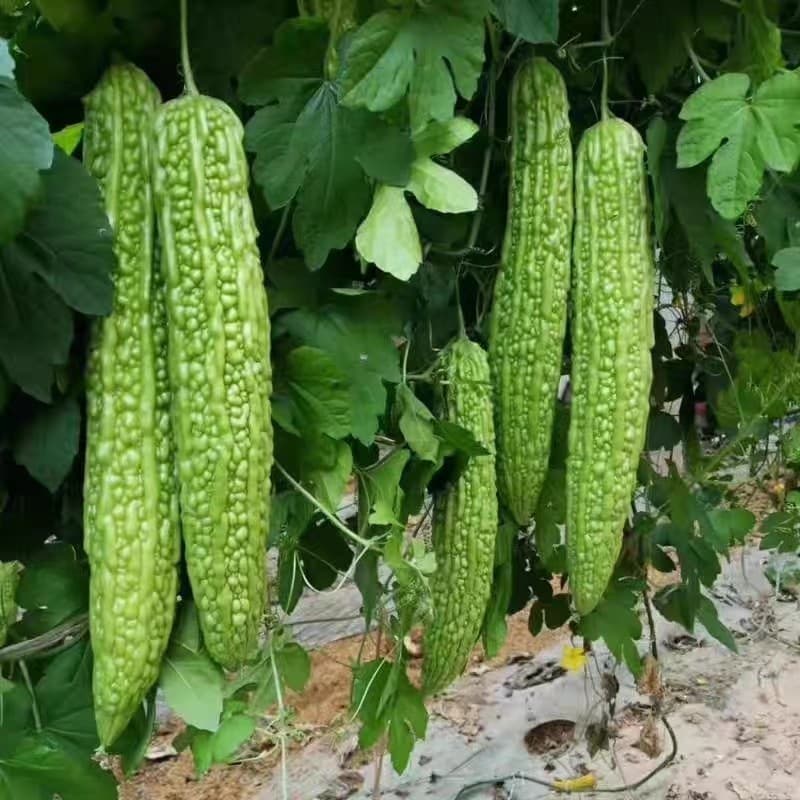 Sementes de Melão Amargo (Ampalaya) Verde Híbrido F1 Alta Germinação 200/500 Unidades Para Horta