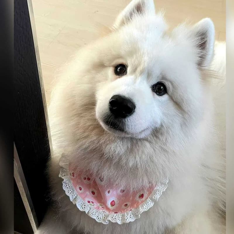 Babador para cachorro pequeno, médio e grande, cachecol de Saliva para cachorro Samoyed Golden Retriever Husky Alaska Ba