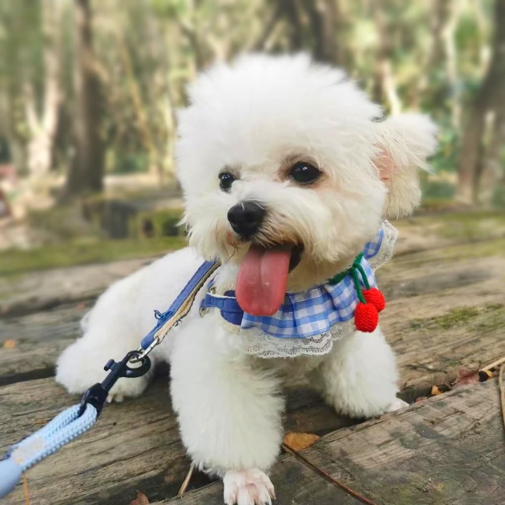 Coleira para cachorro, alça peitoral dedicada para passeio, cachorro pequeno, pomerânia, Teddy, Bichon, influenciador, c