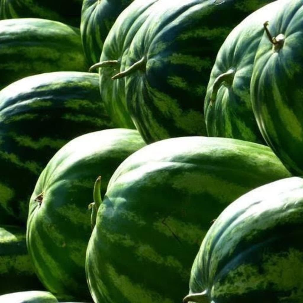 500 Sementes de Melancia Gigante | Alta Germinação | Fruta Doce e Grande | Para Horta e Plantio