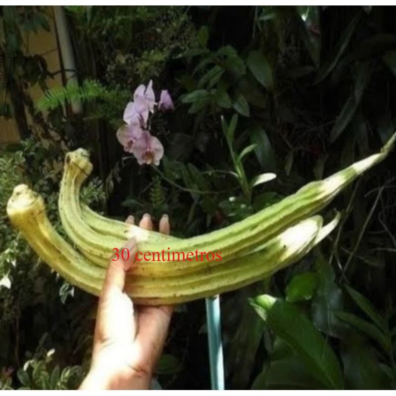 Sementes de Quiabo Gigante caboclo - plante horta jardim casa