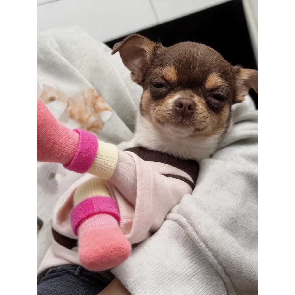 Sapatos para cães antiderrapantes, à prova d'água, sapatos para animais de estimação, sola macia, resistente ao desgaste