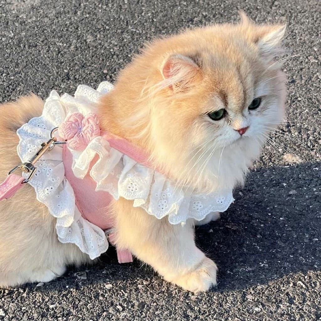 Gato gato corda de tração doce JK peito volta Break-livre bonito gato andando corda gatos alemãs cães perdidos corrente