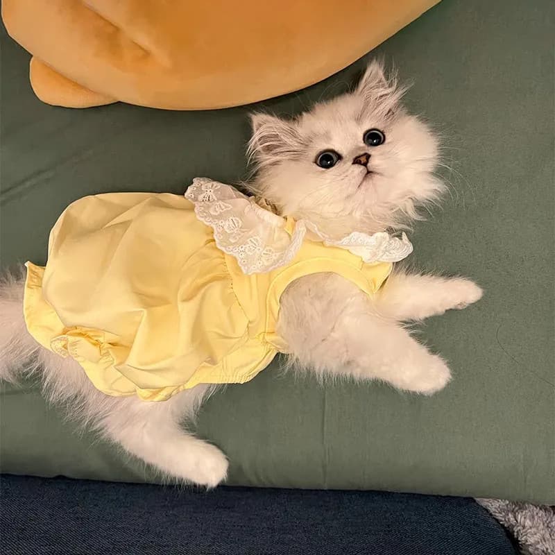 Roupas de gato primavera verão fino vestido de princesa Anti-fofofo Muppet britânico curto ouro gradiente gatinho cão de