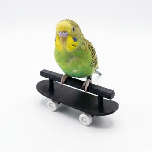 Skate Aventura para Papagaios e outros pássaros – Brinquedo Interativo Educativo