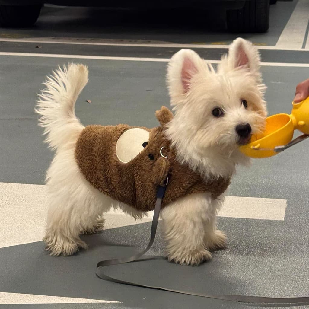 West Highland branco Terrier roupas especiais filhote de cachorro colete tração outono inverno Schnauzer casaco de lã qu