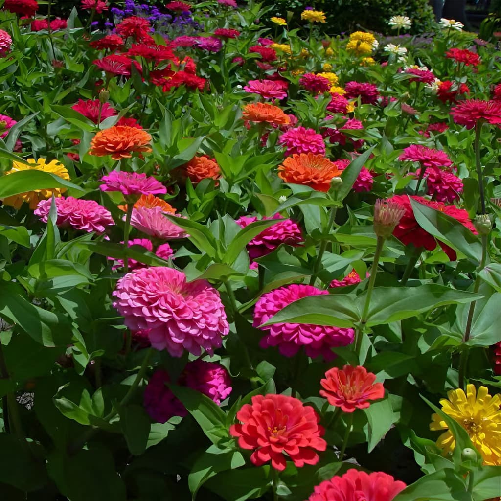 KKK flores ornamentais 100 Sementes De Zinnia Fáceis De Viver E Crescer planta para vaso