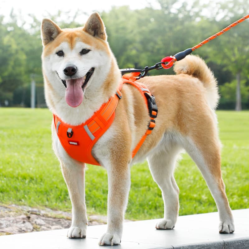 Coleira para cães, coleira para caminhada, estilo colete, alça peitoral, grande, tamanho médio, Shiba Inu, Corgi, coleir