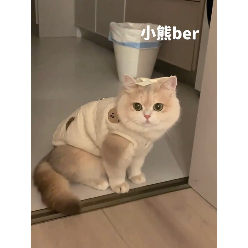 Gato de estimação roupas para cães inverno quente casaco de algodão bonito britânico curto prata gradiente Muppet gato p
