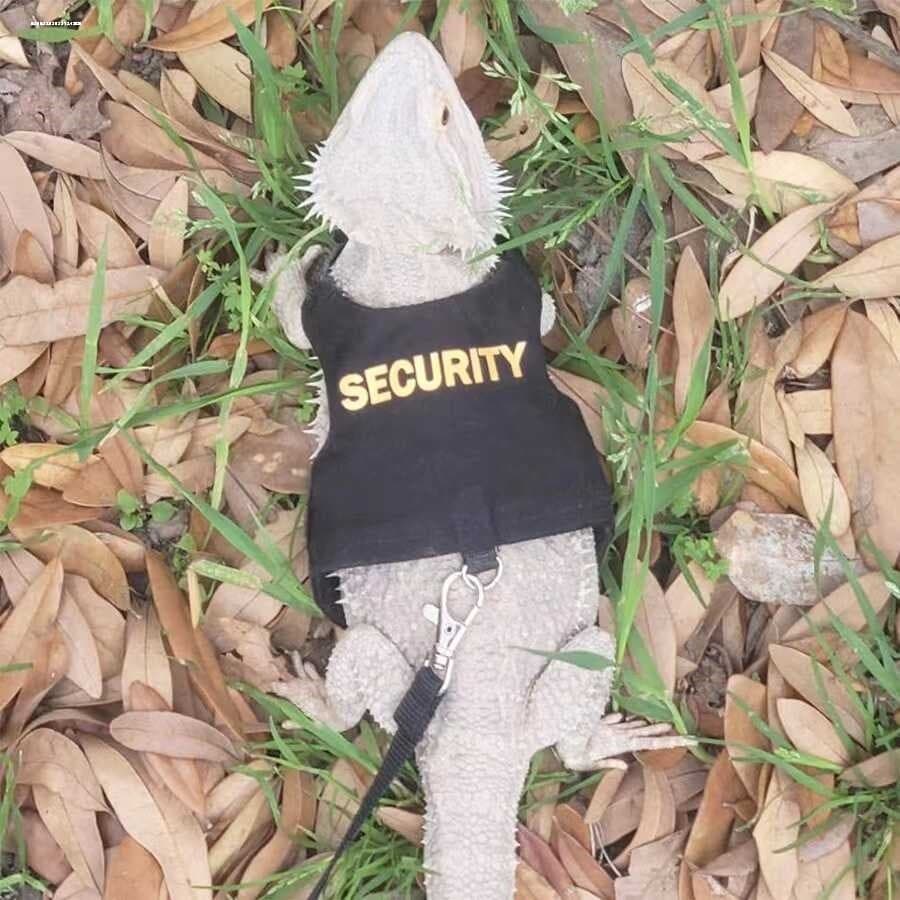 Juba lagarto lagarto roupas gecko tração corda chapéu escalada pet Outing transformação traje pet crocodilo gecko roupas