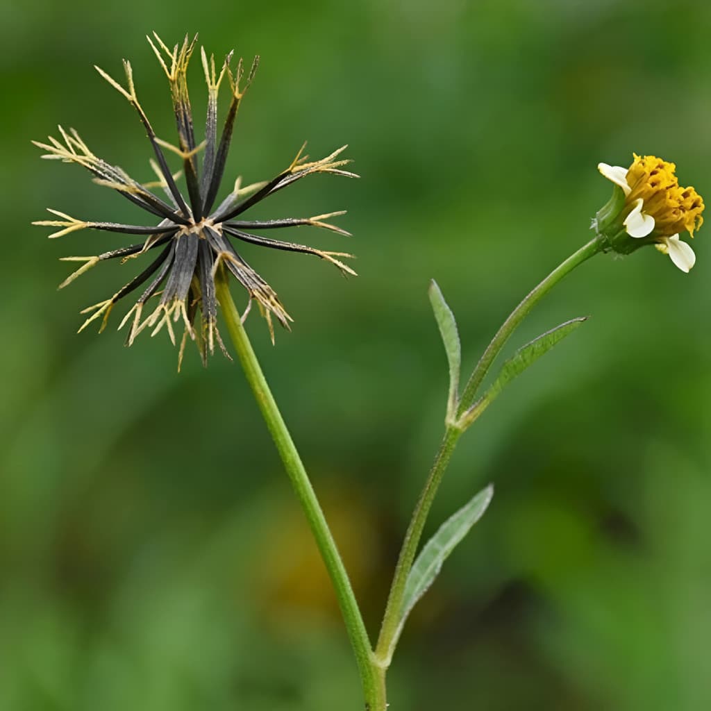 Sementes de Picão Preto (Bidens pilosa) 1000 Unid. Carrapicho para Plantio e Mudas Jardim/Horta