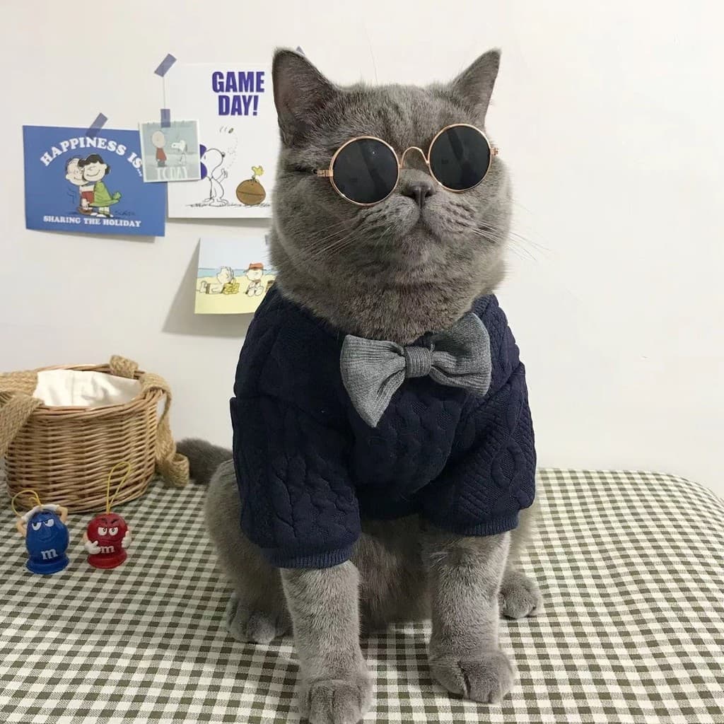 Cão de estimação roupas do gato outono inverno estilo Anti-fiapos ins pequeno leite gato britânico curto americano curto