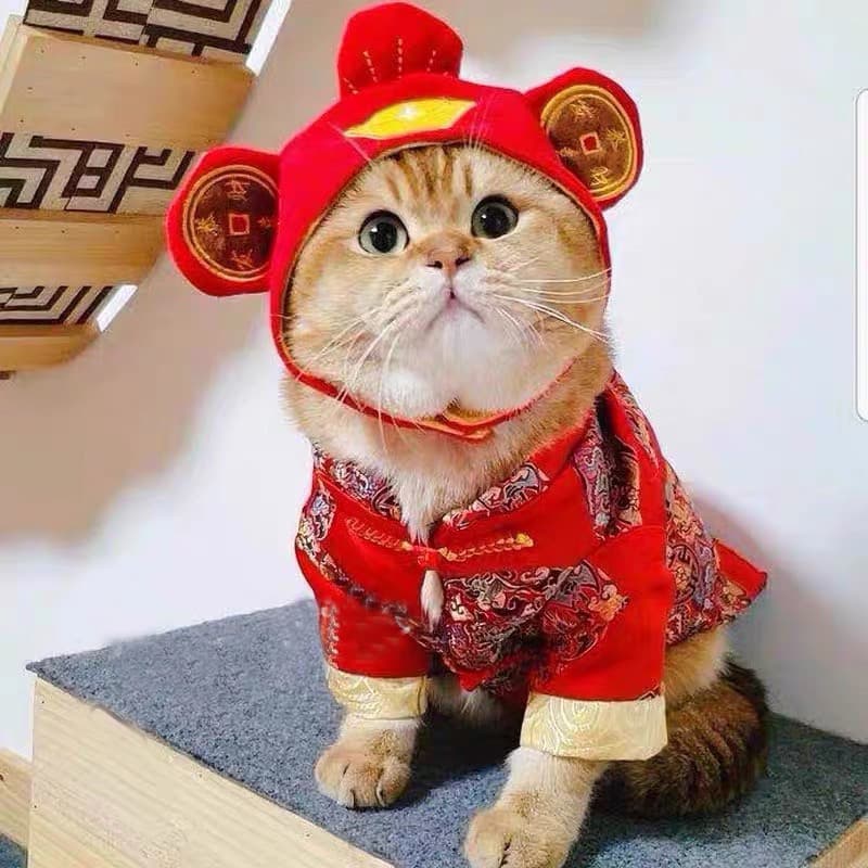 Gato roupas de ano novo roupas de ano novo ano novo chinês roupas festivas cão Tang terno roupas de inverno mantendo que