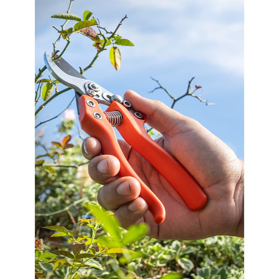 Cabeça de velho KOTESO Tesouras de flores Tesouras de jardinagem Ramos de poda Ramos de poda doméstica Tesouras de poda