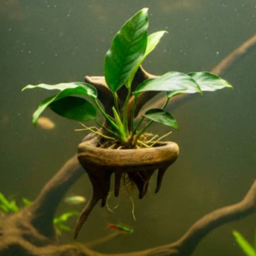 Kit 12 3 Suporte Plantador Para Aquário E Terrário Fixação Ventosa Tronco Natural Premium