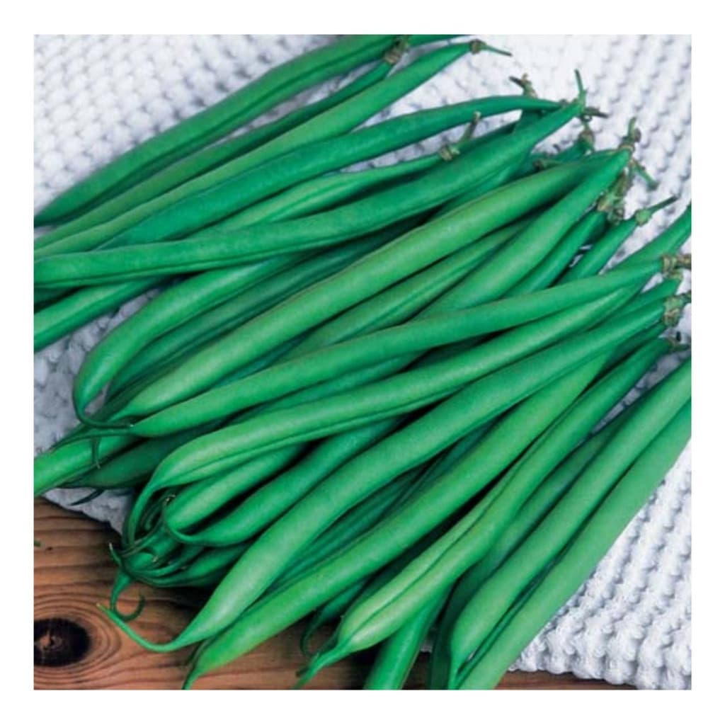 1000 Sementes de Feijão Vagem Macarrão Trepador | Alta Germinação | Hortaliça para Horta e Jardim