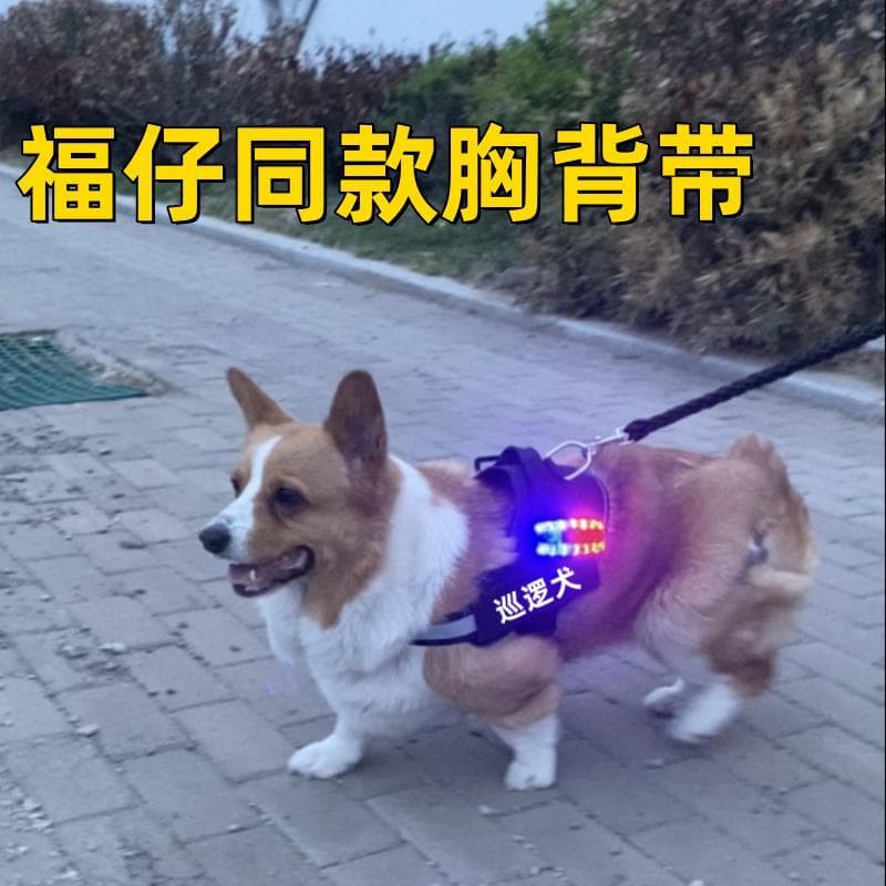 Corgi Fuzai mesmo estilo cinta de peito cão andando lâmpada cavalo inu Shiba inu Golden Retriever Mini Doberman piscando