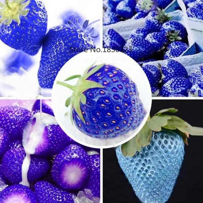 Sementes De Morango Azul Raro Exótico P/Sementes Horta Jardim