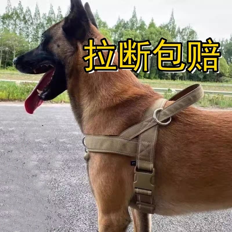 Coleira para cães e cavalos, coleira dedicada para caminhada de cães médios e grandes, estilo pastor alemão, Doberman, G