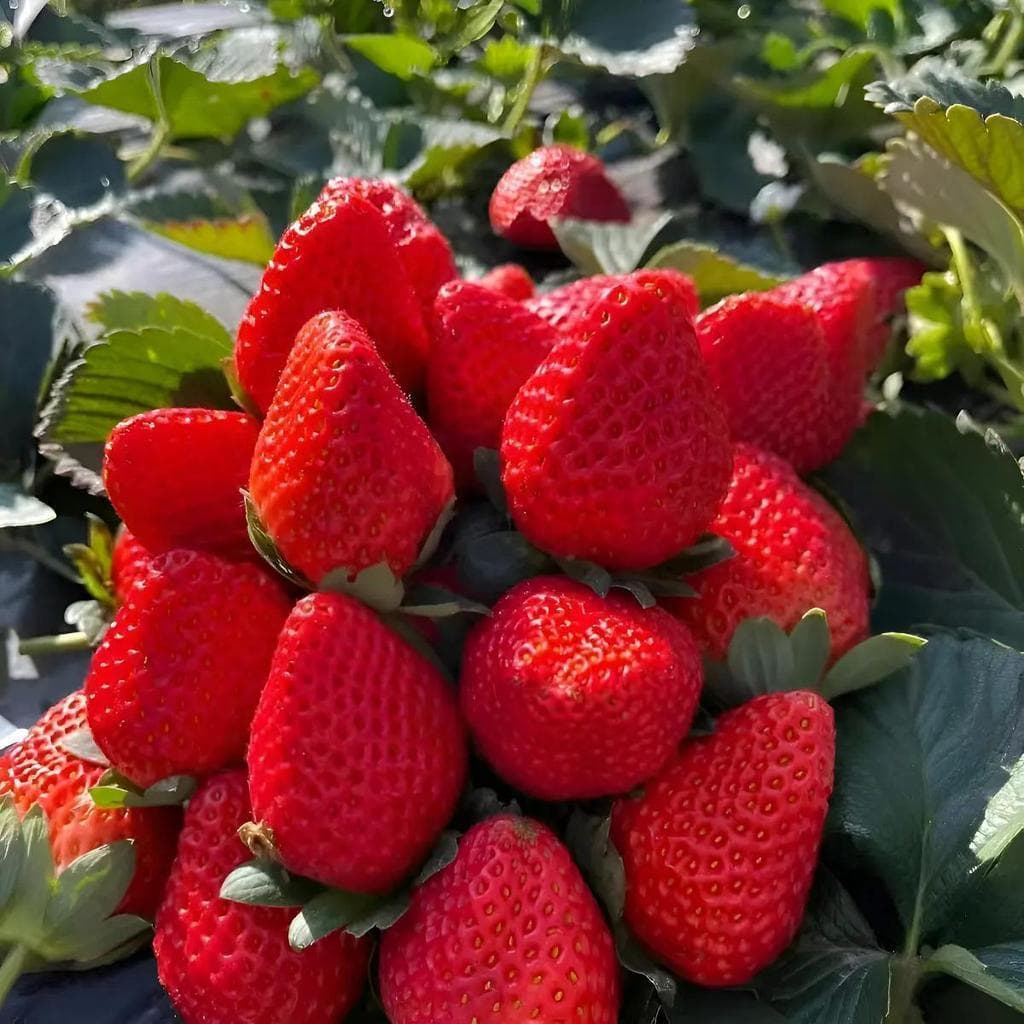Horta Caseira 30 sementes Sementes De Morango Sementes Selecionadas