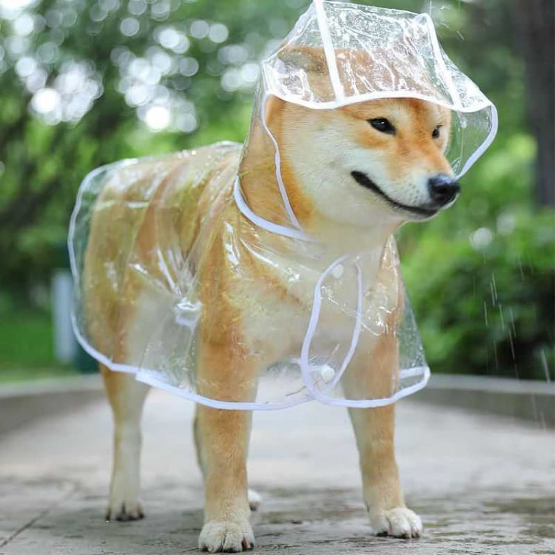Transparente transparente filhote de cachorro cão capa de chuva grande tamanho médio Samoyed Teddy Bichon Golden Retriev