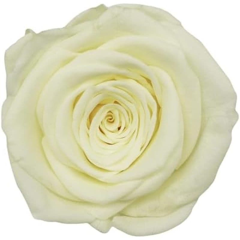 Arranjo Compatível Com Cabeça De Artesanato Floral DIY Grau B (Vermilion) 2-3 Cm Cena Preservada Rosa Interna Para