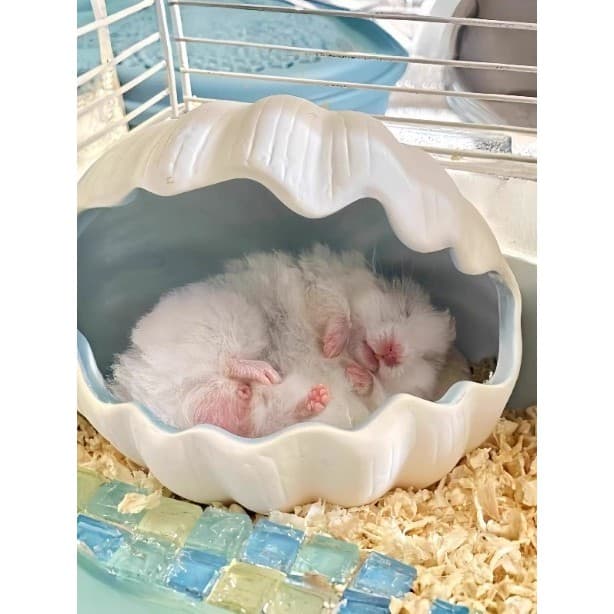 Shell hamster esconder casa quatro estações Universal urso dourado ninho de cerâmica ninho de hamster Peepable ninho de
