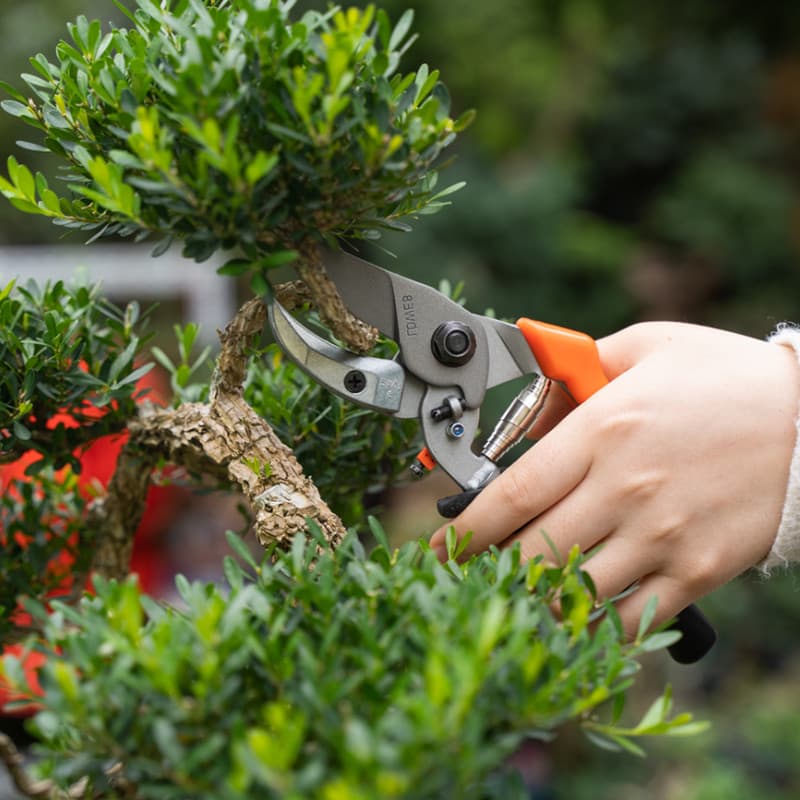 Marca de leão importada alemã LOWE Poda profissional Tesoura de poda de árvores frutíferas Jardinagem Poda Ramos Jardim