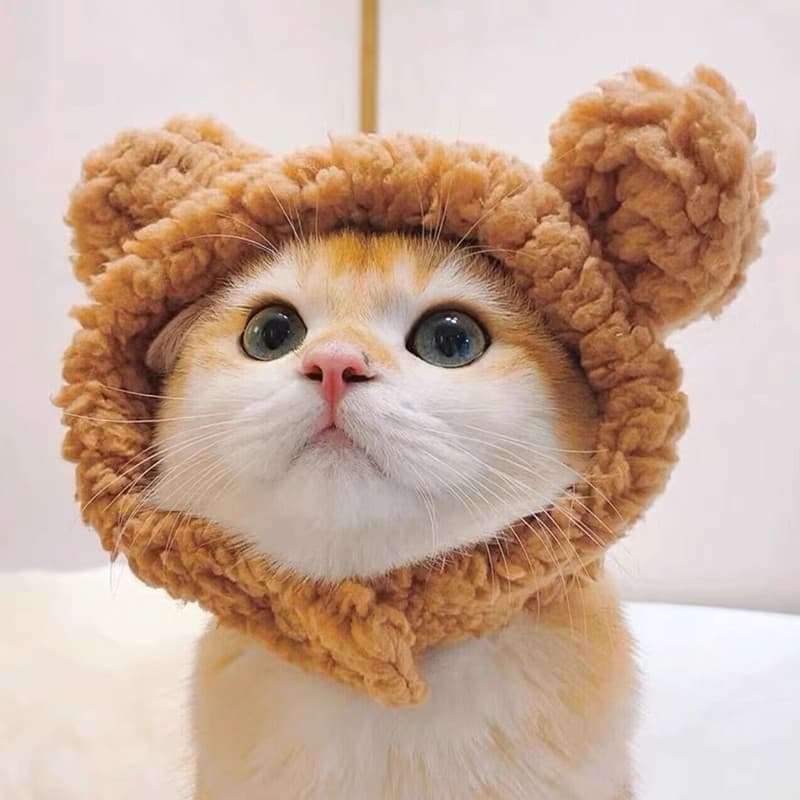 Influenciador animais de estimação gatos orelhas de coelho gatos chapéus de gato bonito Headwear vestir-se engraçado Cro